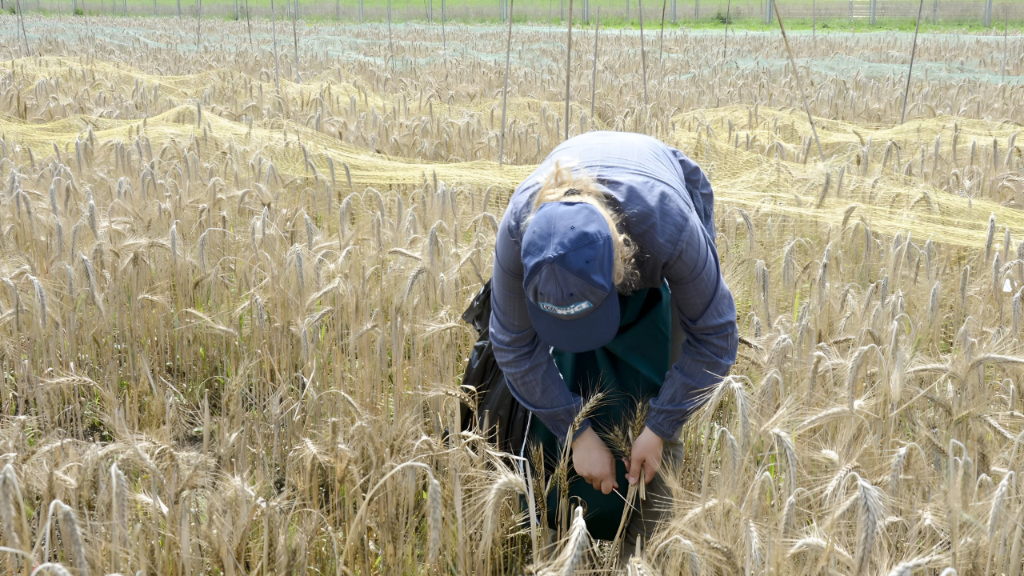 Ernte + GVO, Feld protected site