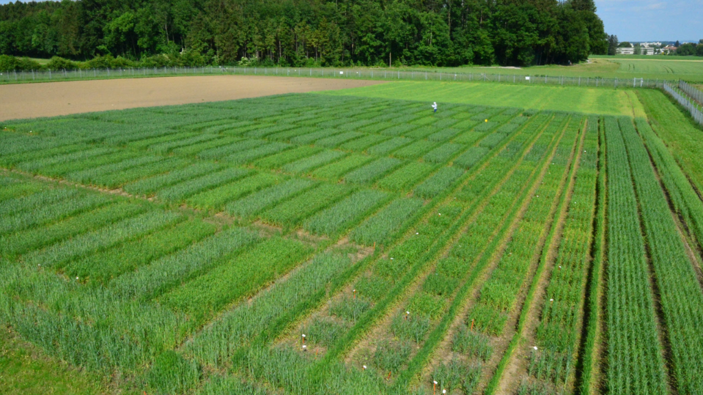protected site , Weizen