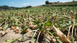 optain, Trockenheit, Dürre