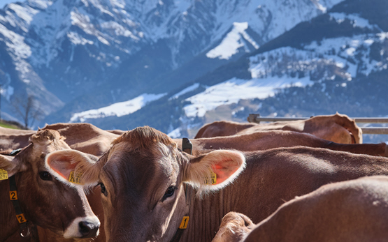 Klimaneutrale Landwirtschaft Graubünden