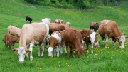 THG, Kühe auf Wiese, Treibhaushasemissionen