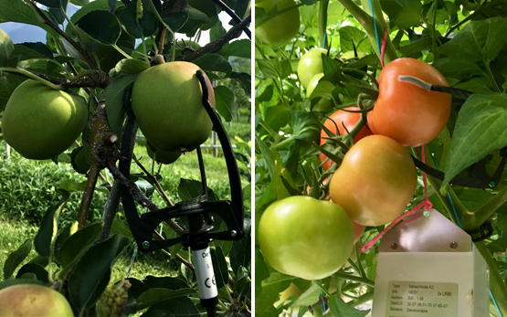 Smart Dendro: Apfel und Tomate