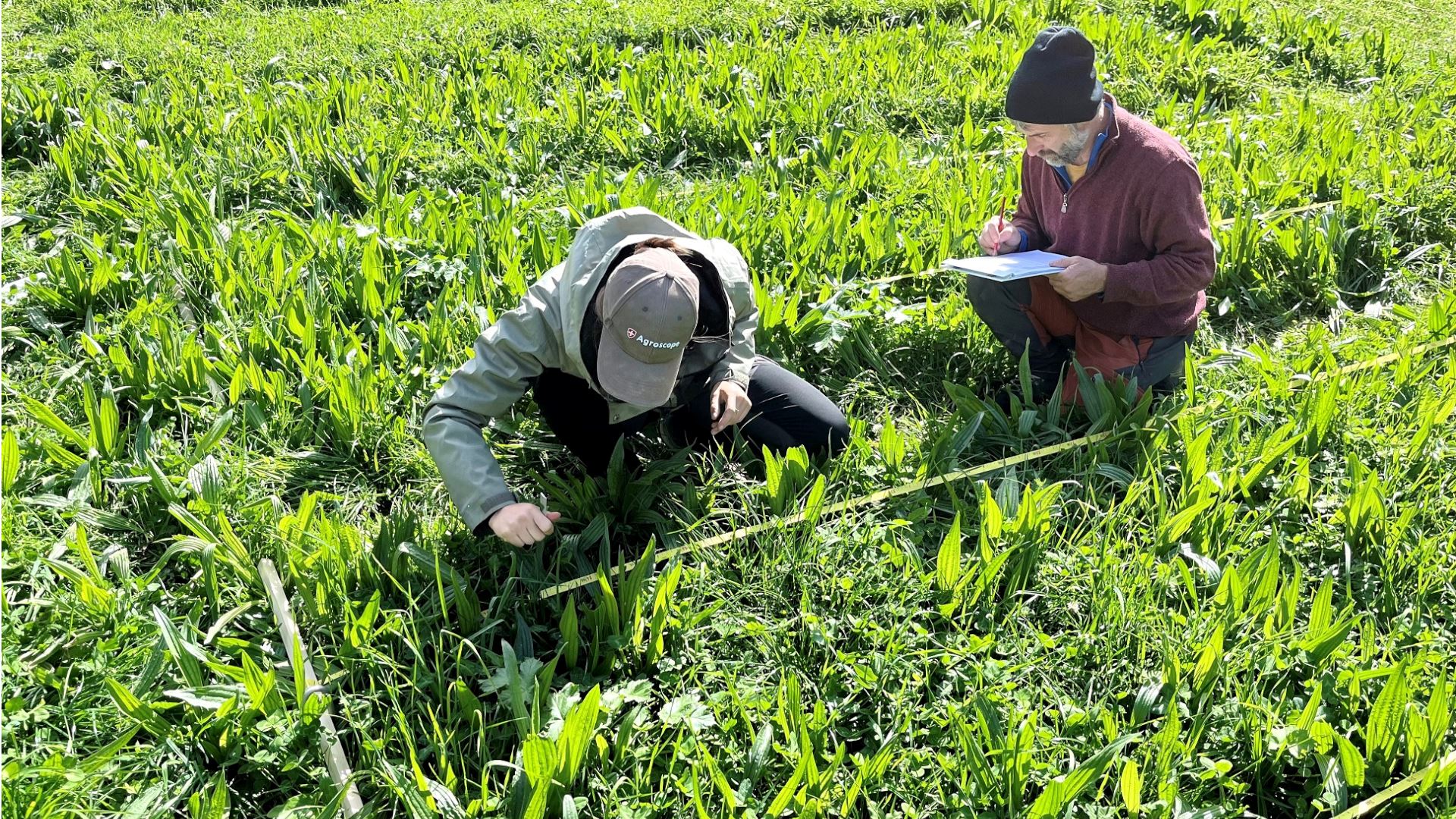 Illustration testimonial