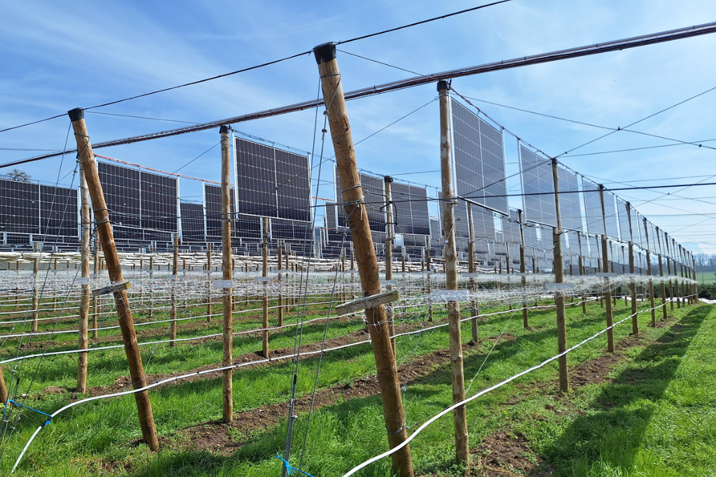 Agri-PV im Himbeerfeld