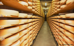 Käse Rohmilch