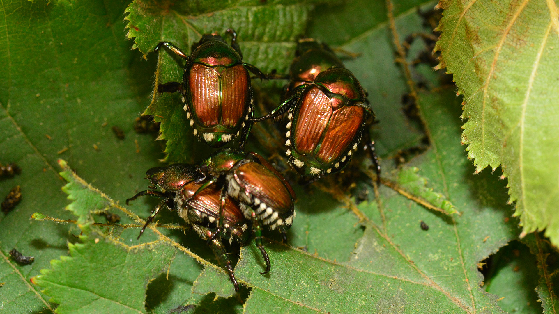 Kompetenzzentrum Neobiota