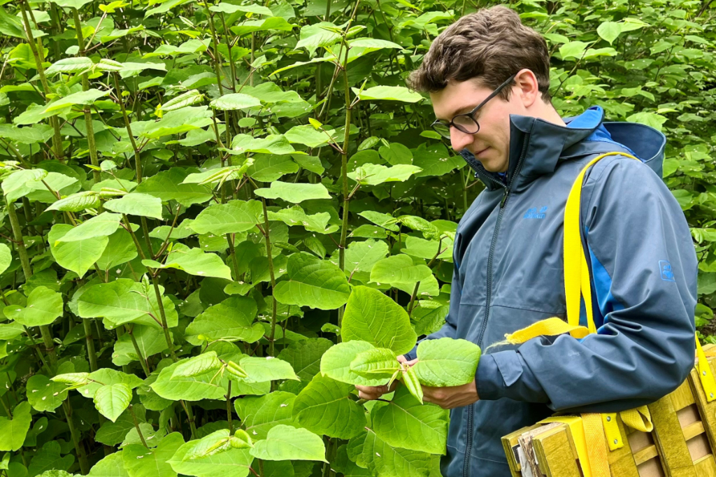 Asiatische Staudenknöteriche: Eine Bedrohung auch für die Landwirtschaft