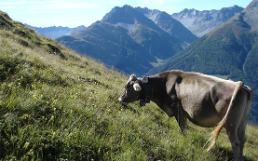 Berglandwirtschaft Kuh Berge