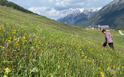 Alpwiese