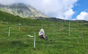 Degetationsaufnahme Passo del Sole