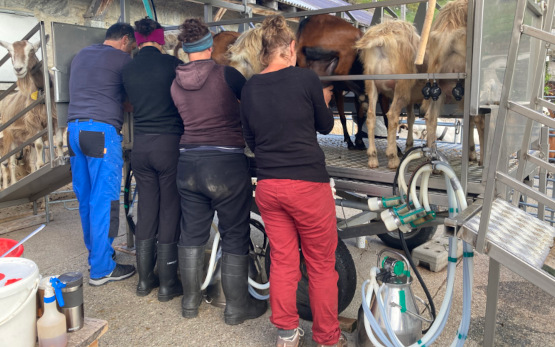 Ziegenmilch von gemischten Herden