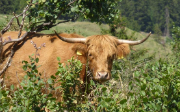 Hochlandrind