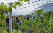 Weinbau Veranstaltung