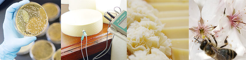 Forschung erleben – Käse geniessen: «Cheese & Science» bei Agroscope