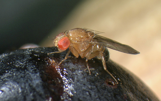 Drosophila Suzukii Gene Drive