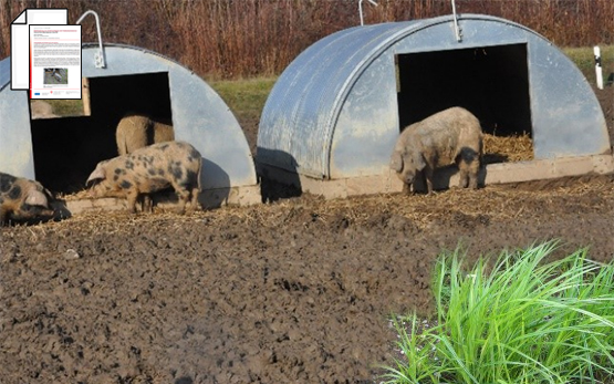 Schweine Erdmandelgras