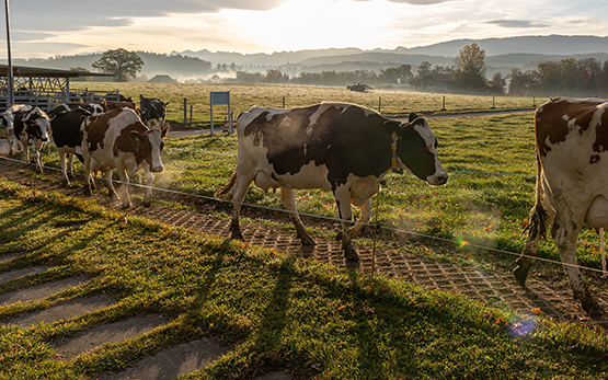 Swiss Dairy Farming in Transition