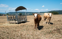 Roughage Production