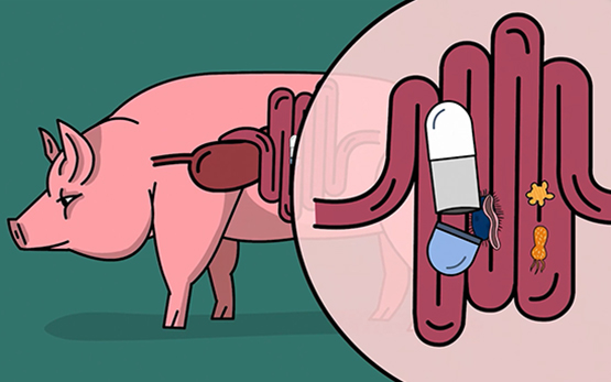 Darm Mikroben Schweine