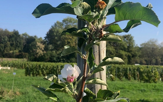 Apfelblüte / Pommier fleur