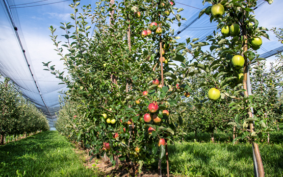 Apfel Obstgarten Wädenswil