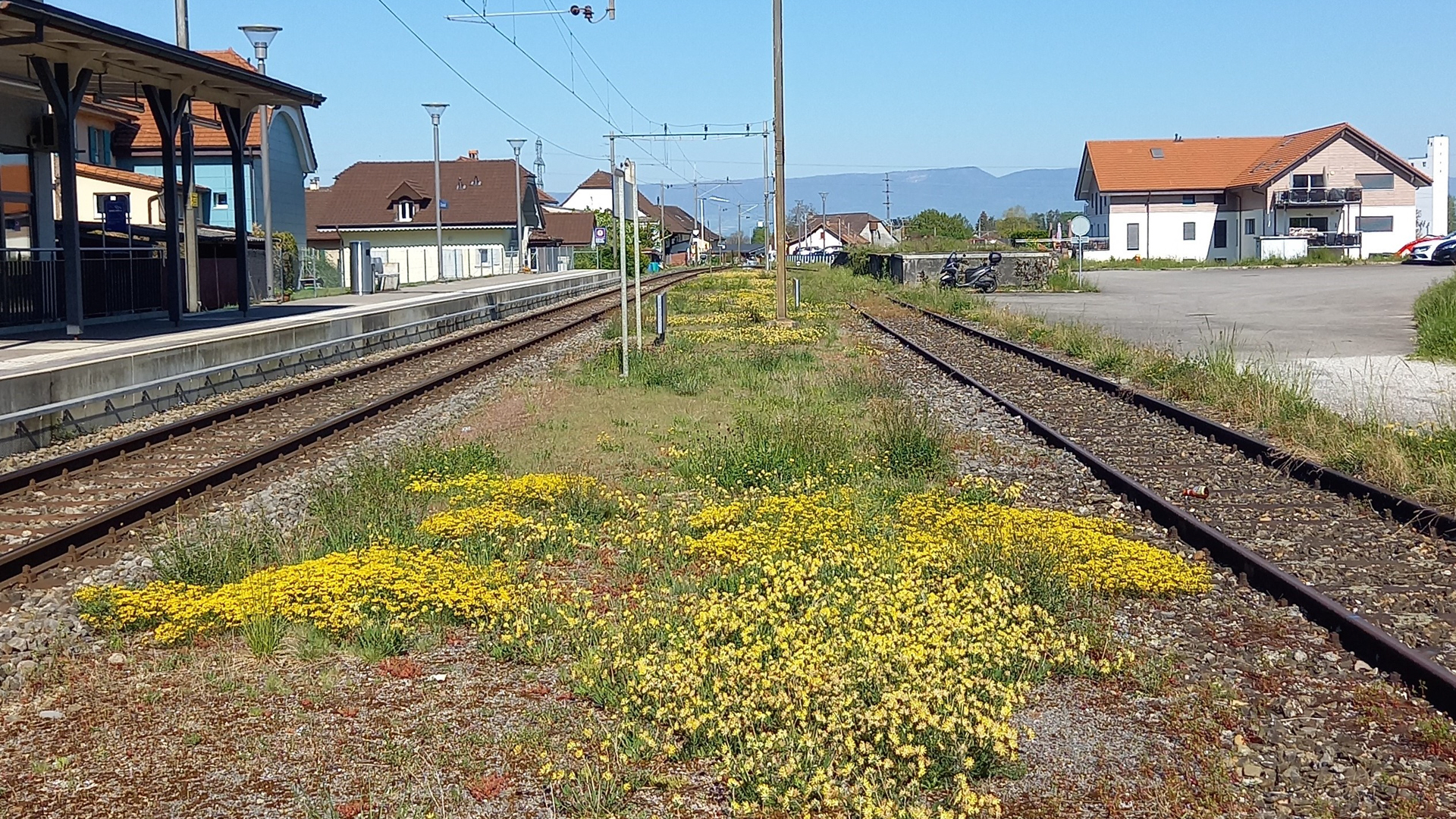 Gleisbegrünung
