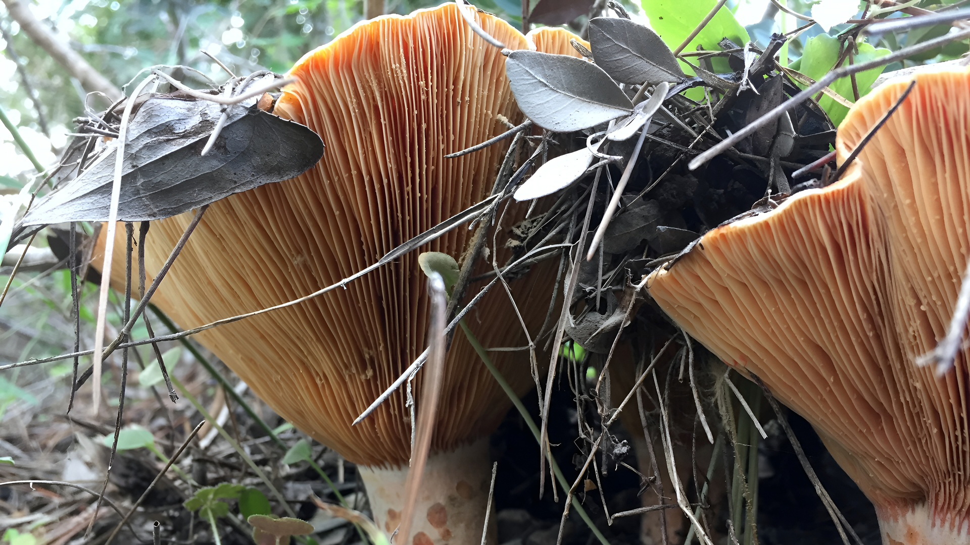 Lactarius