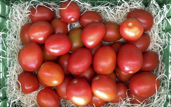 Tomaten Transport Holzwolle