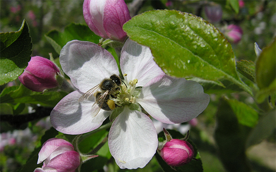 Bee on a blossom of apple