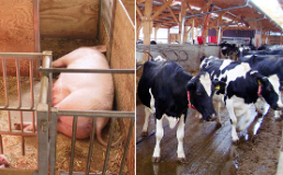 Proper Housing of Ruminants and Pigs