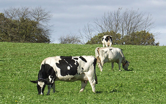 Posieux ruminants black and white in a pasture