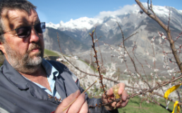 Developing Apricot and Pear Varieties