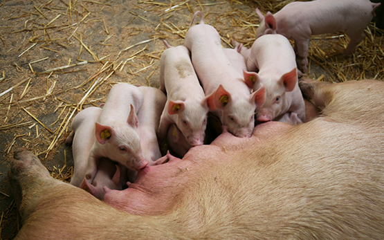 Nutrition of Lactating Sows and their Large Litters