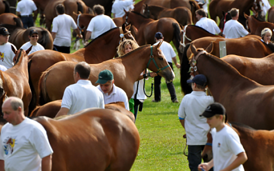 Breeding Equids in Switzerland