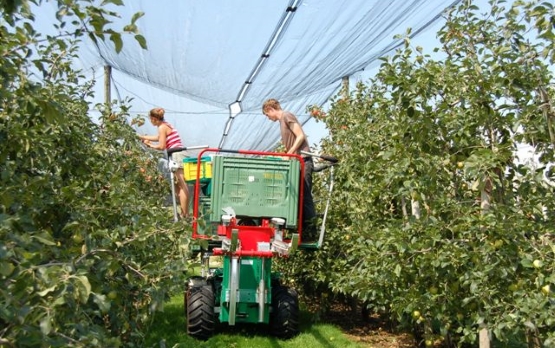 Obstbau Ernte