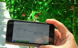 Digital Data for the Management of Greenhouse Crops