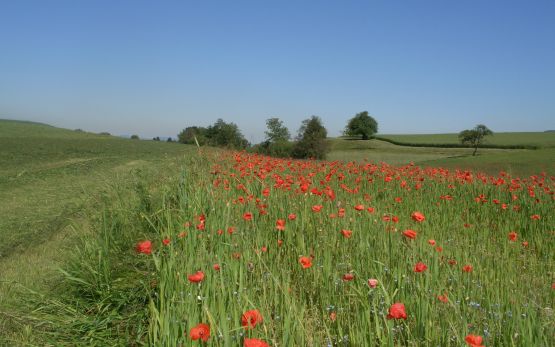 ackerschonstreifen2007_Jacot