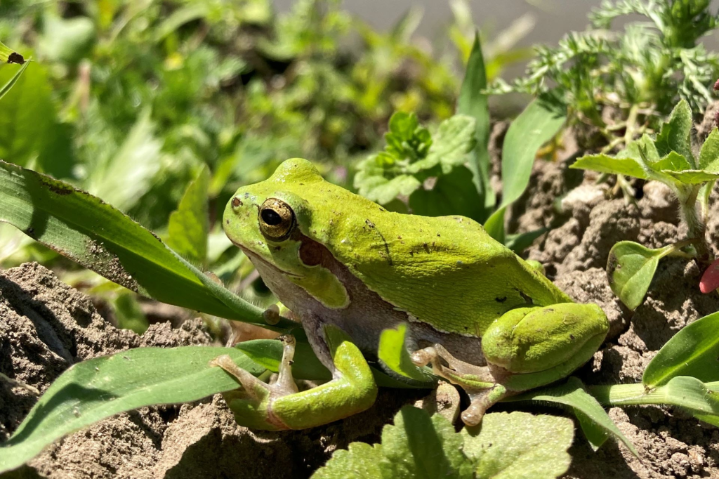 Laubfrosch (Foto: Andre Rey)