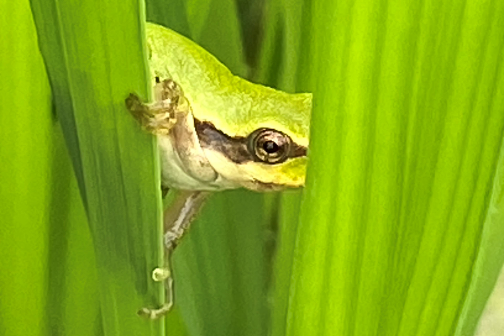 Laubfroschbeobachtung (Foto: Yvonne Fabian)