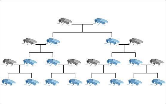 gene_drive