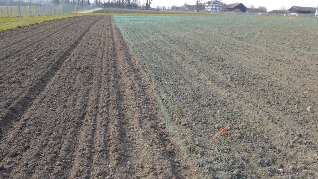 protected site Aussaat Weizen