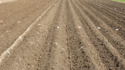 dritte Feldsaison, protected site, Acker