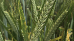 Gerste protected Site