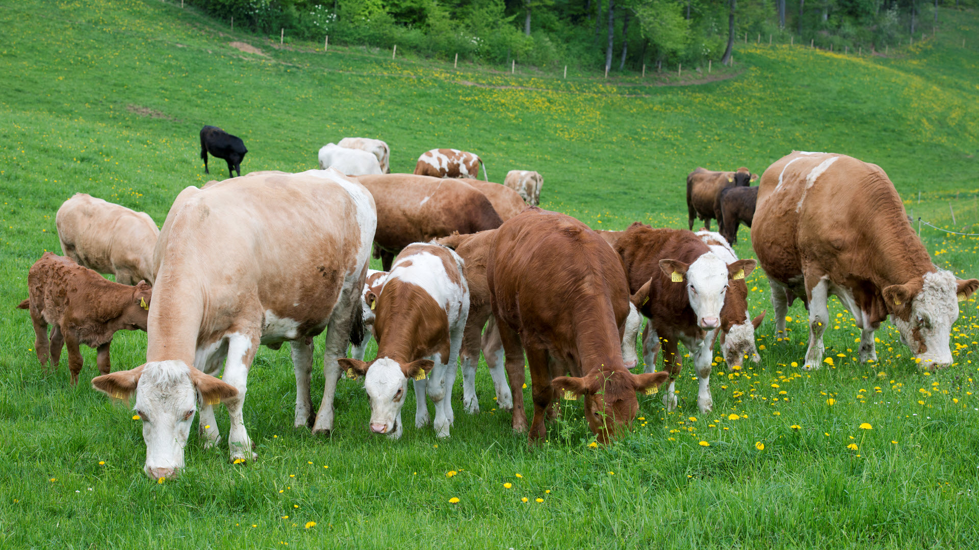 THG, Kühe auf Wiese, Treibhaushasemissionen