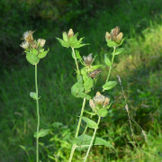 Kohldistel