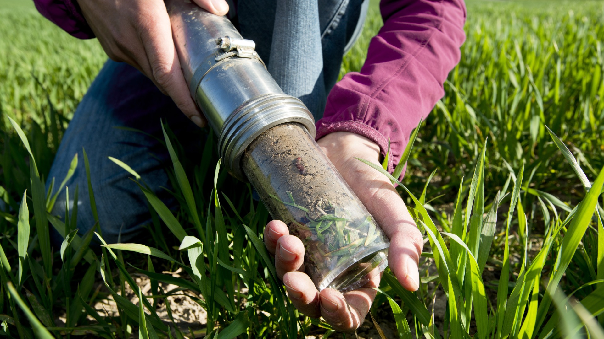 Bodenbiologie, Bodenprobe, Boden