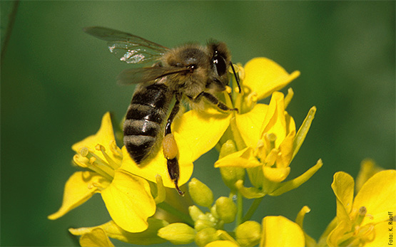 Bee on a rape blossom