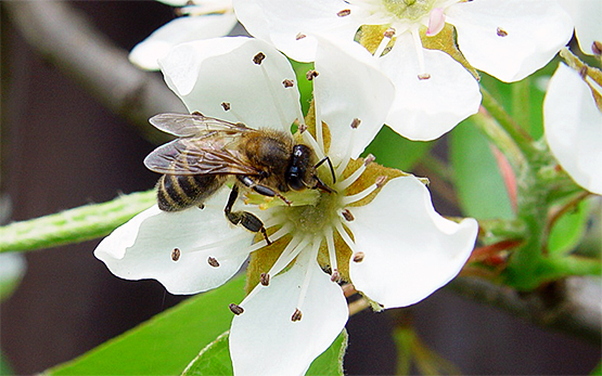 Bee gathering nectar