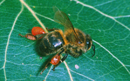 Bee with propolis load