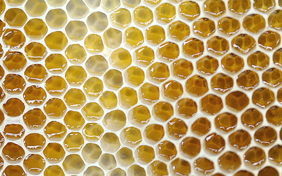 Naturbau mit Honig